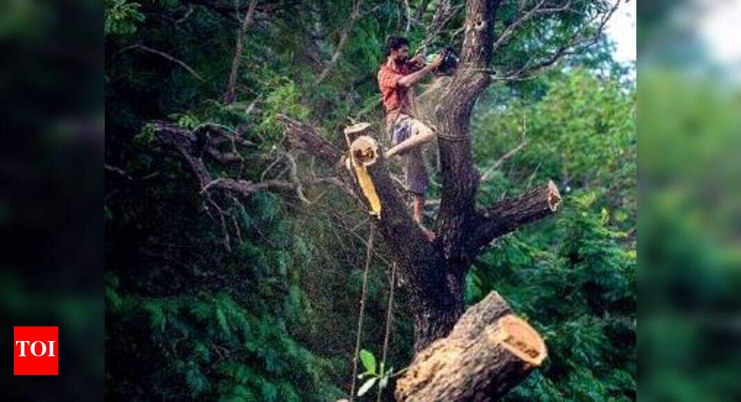 Chennai: Move to transplant 35 exotic trees from OMR draws flak ...