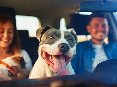 Tips to consider before you take a road trip with your pet