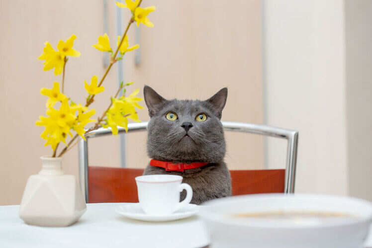 Cat Cafe, Mumbai