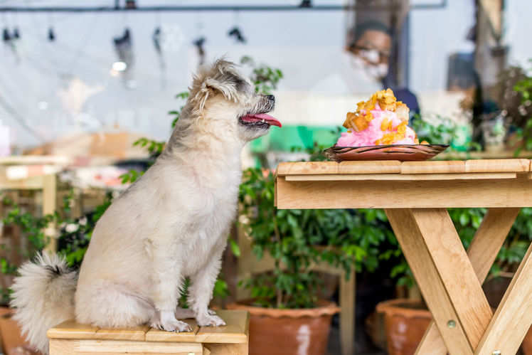 India S Famous Pet Friendly Cafes Times Of India Travel