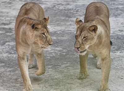 Four Lions At Spanish Zoo Test Positive For Covid 19 Times Of India