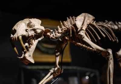 'Sabre-toothed tiger' skeleton sells for $70,000