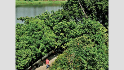 Kochi: Tropical fruit garden attracts people, birds alike