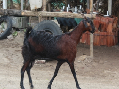 Gujarat goats go global with its milk