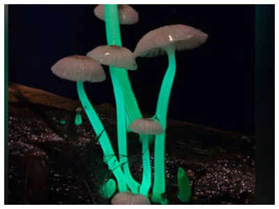 All you need to know about  Meghalaya's ‘Bright Mushroom’
