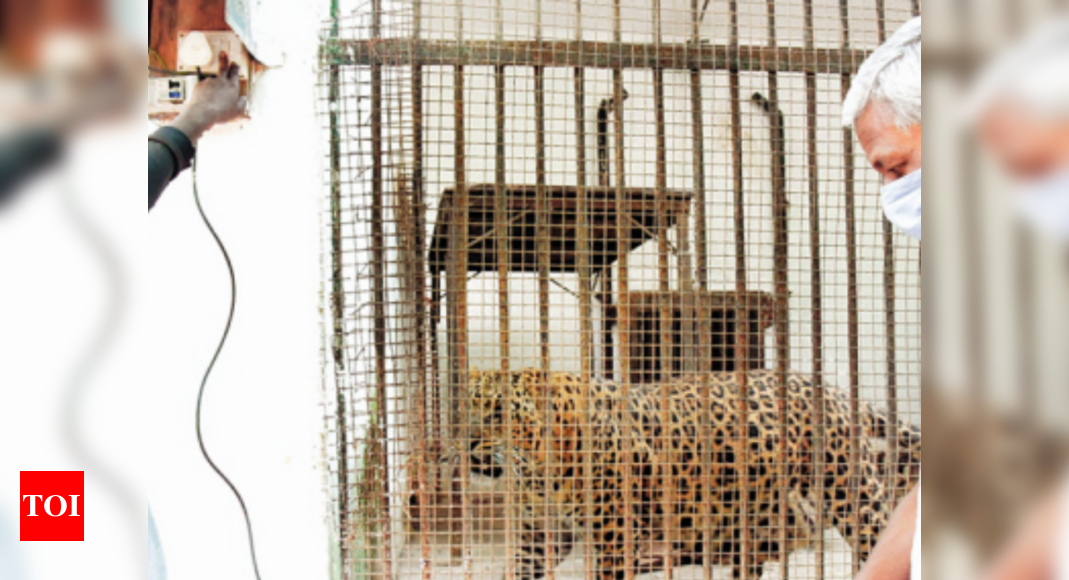 Zoos in Gujarat step up their vigil | Ahmedabad News - Times of India