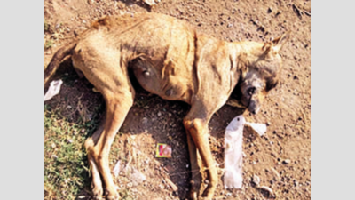 Dozen stray dogs die mysteriously in Morbi