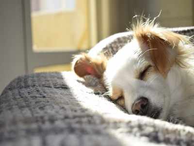 Blankets for pets: Let your dog or cat enjoy a comfortable sleep