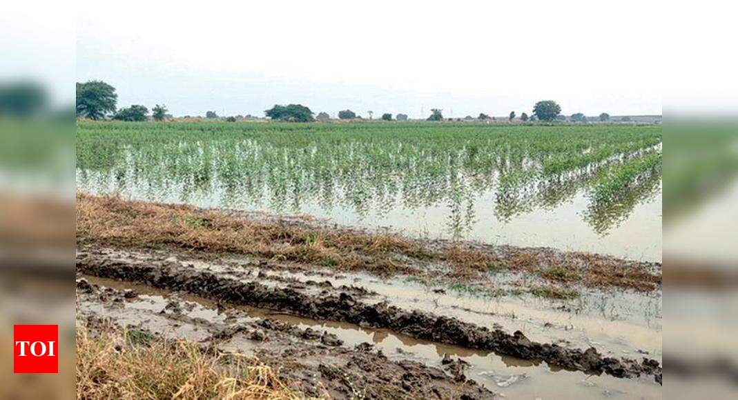 Breach in make-shift pond damages crop in 50 acre land | Surat News ...