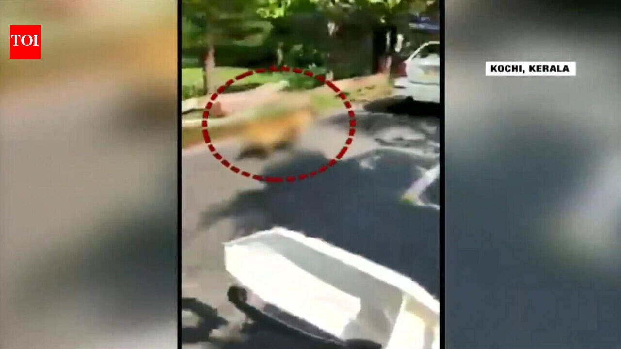 Shocking: Dog tied to a moving car dragged on road near Kochi Airport