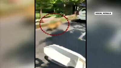 Shocking: Dog tied to a moving car dragged on road near Kochi Airport