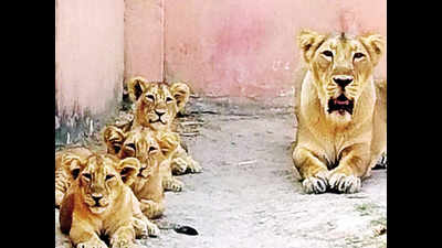 Etawah lion safari cheer: Two cubs born to Jessica