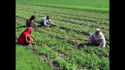 Madhya Pradesh: Farmer refutes govt claim that new agri laws brought ‘justice’