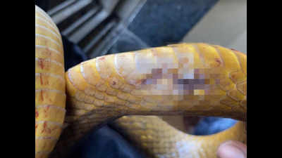 Thane: Snake shot dead in Kalwa just for 'fun'