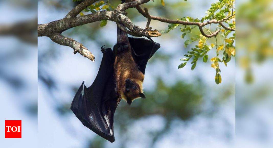 Scientists Focus On Bats For Clues To Prevent Next Pandemic Times Of