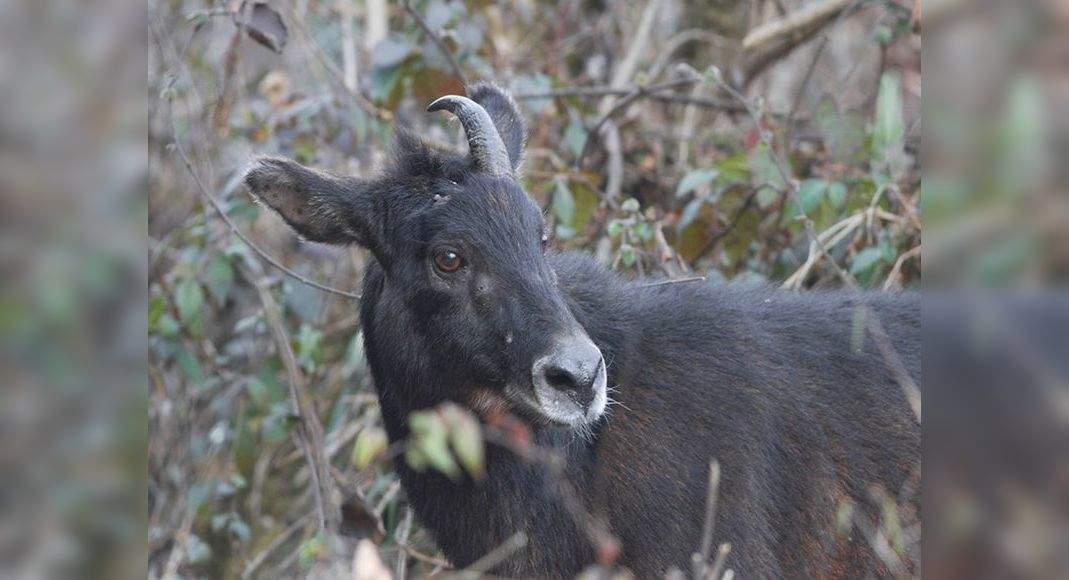 Himalayan Serow, rare goat-like antelope, spotted in Spiti | Times of India  Travel