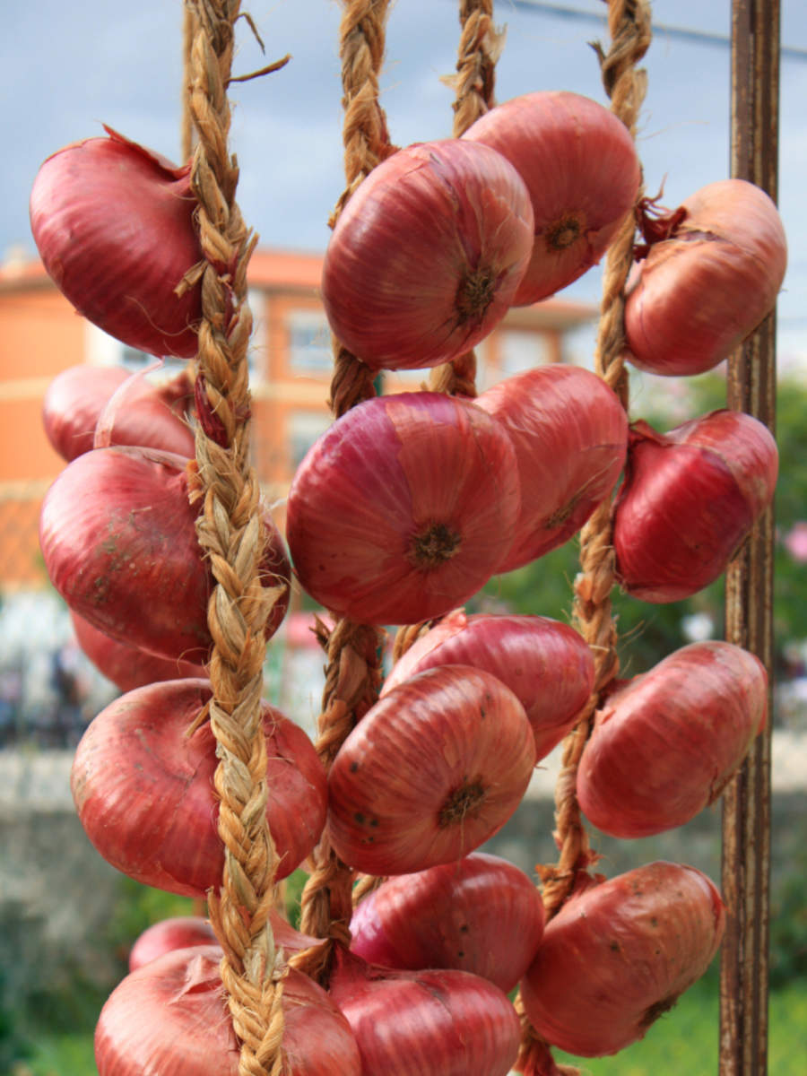 onions-storage-here-is-the-best-way-to-store-onions-should-onions-be