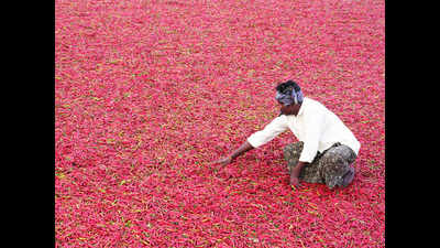 AP: Guntur agri committee branches out into chilli powder processing