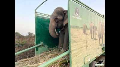 Uttar Pradesh: Elephant who walked over 1,000 miles in spiked chains, finally freed