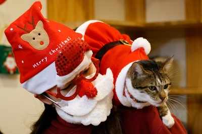 Pictures: Rescue cats don Santa suits for purrfect Korean Christmas