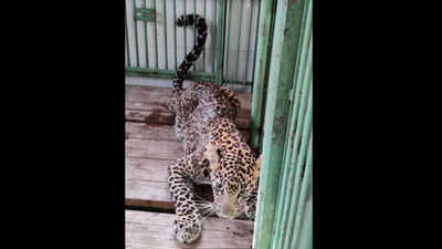 Thane: Two-year-old leopard rescued from Yeoor