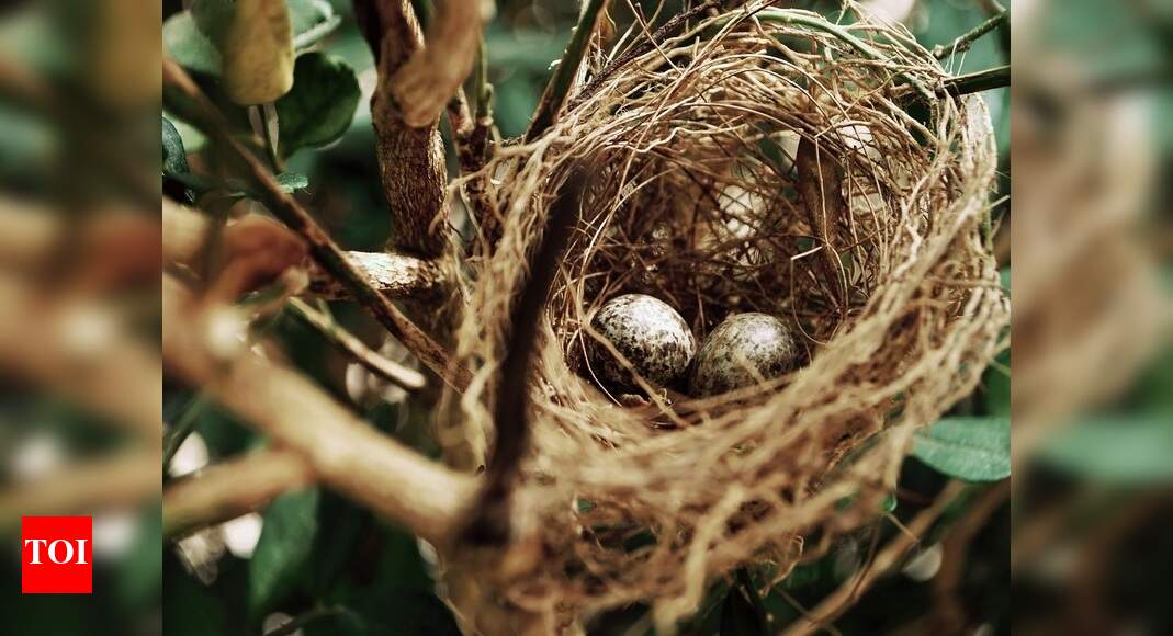 Bird nests Ecofriendly & affordable options for your gardens