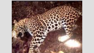 Man-eater leopard killed in Karmala