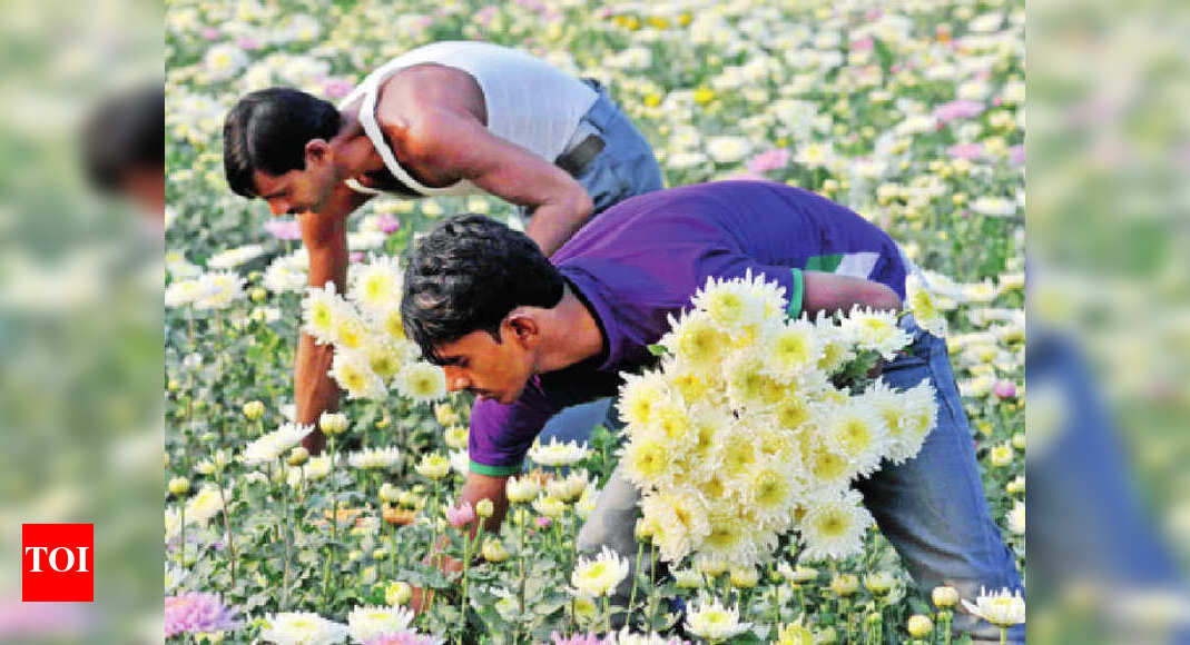 Flower Market Gurugram After 5 years, flower market project gains