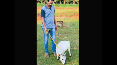Dwarf cattle to be next household pet?