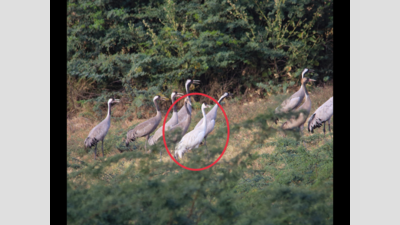 India's second rare leucistic common crane sighting in Kutch