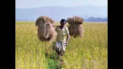 Uttar Pradesh: Paddy purchase in districts crosses target