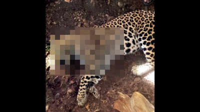 Post-mortem rules out deformity in ‘man-eater’ leopard: Forest officials