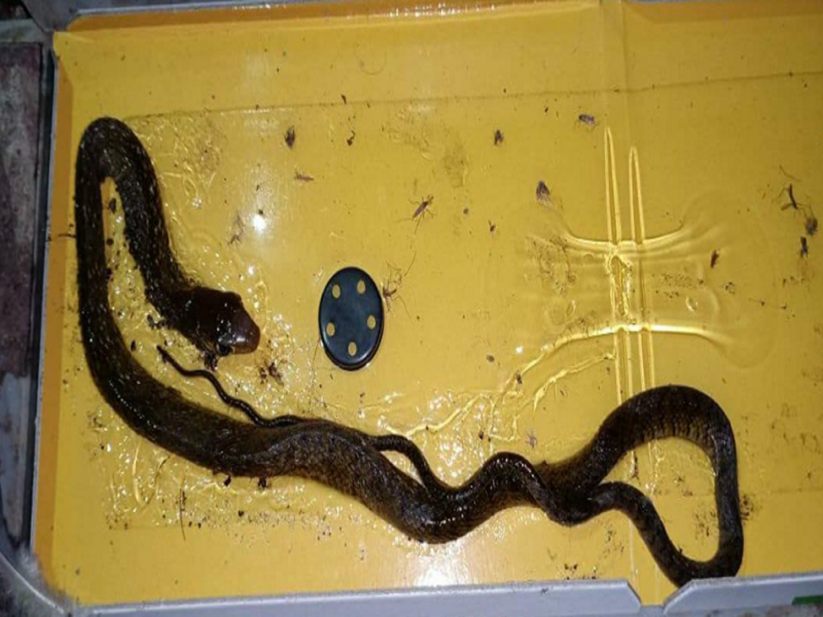 How To Trap A Rat Snake Snake Poin