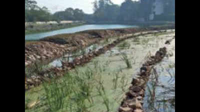Clean Yamuna: Biodiversity park in Delhi gets 1st of 12 artificial wetlands