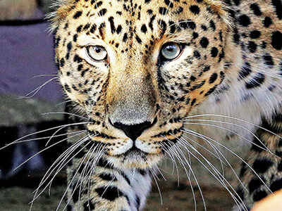 Tiger State' Madhya Pradesh now a 'leopard state' | Bhopal News - Times of India Tiger State' Madhya Pradesh now a 'leopard state' | Bhopal News - Times of India