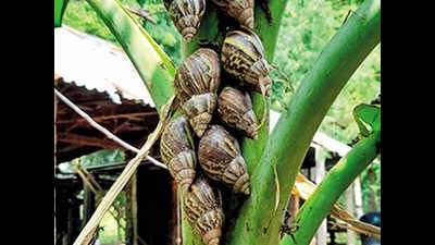 African snails destroy banana plantation of Madurai farmer