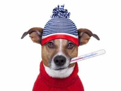 Keep your furry friend warm this winter - Times of India