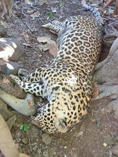 Leopard poached near Mahendri