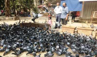 Young girl feeding Pigeons - Times of India