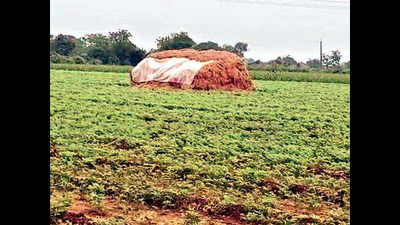 Gujarat: Lions kill girl in Junagadh village, eat her body parts