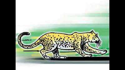 Rogue leopard caged in Panchmahal