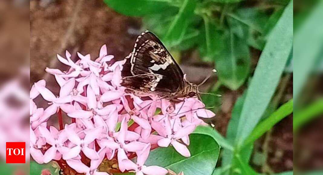 Nagpur: 1st record of Bengal tree flitter butterfly in region | Nagpur ...