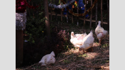 Mumbai: Rescued chickens enjoy a special Christmas party