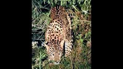 Which leopard is man-eater?