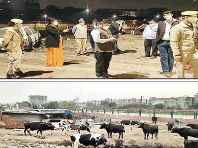 Jaipur: Tussle between Heritage and Greater mayors over illegal dairies