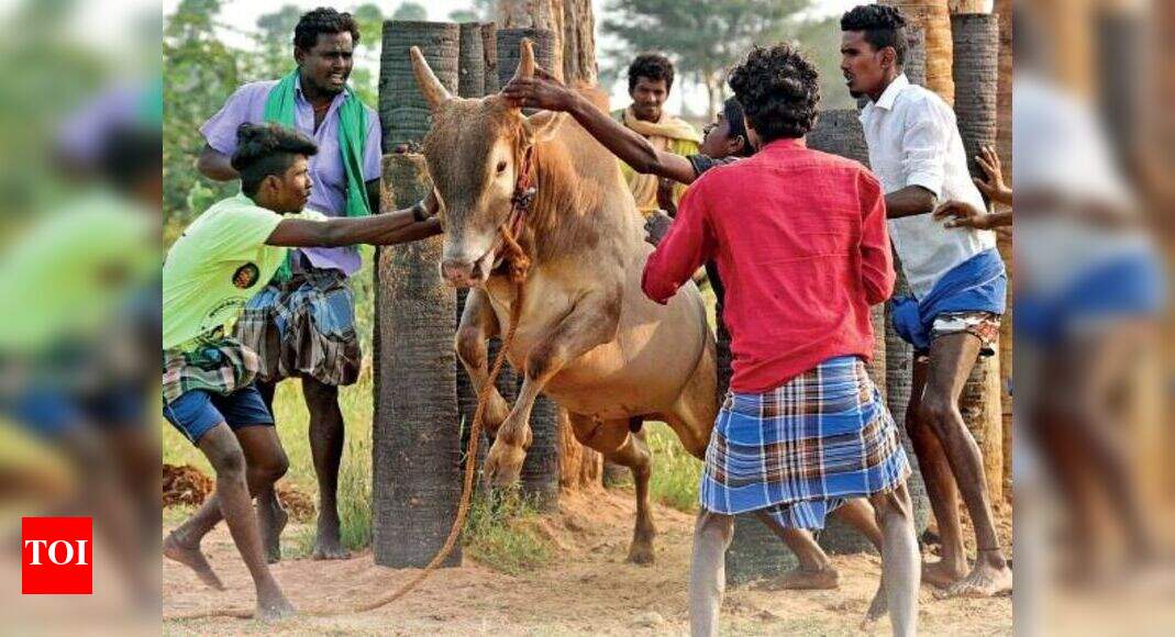 Training for the bull run | Chennai News - Times of India