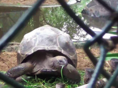 Giant Aldabra tortoise goes missing from Madras crocodile bank, search ...