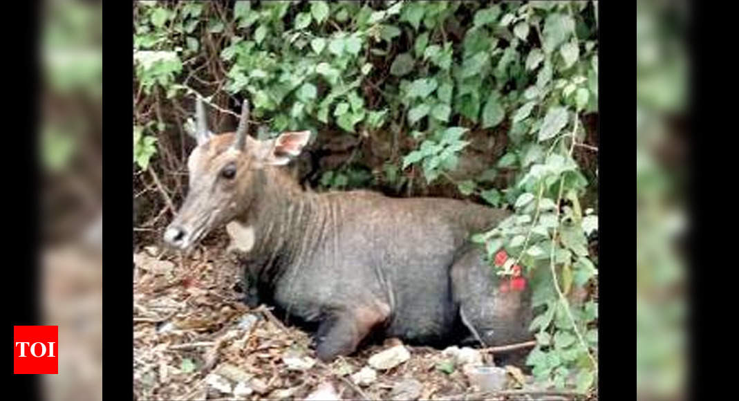 Delhi: Injured over 32 hours ago, nilgai yet to be traced | Delhi News -  Times of India