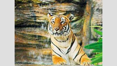 In a first for Uttarakhand, tigress shifted from Corbett to Rajaji Tiger Reserve