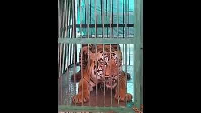 Rajura problem tiger shifted to Borivali